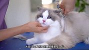 花三万给猫咪进行美容！大家觉得值不值？