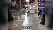 小狗捡瓶子攒了10万！小狗“小白”几年如一日捡瓶子走红，主人回应