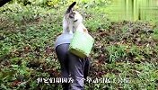 猫咪跟老奶奶出门干活，一个举动却引起众怒，网友：太过分了！