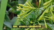 夜来香的养殖方法和注意事项