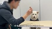 眼前的食物突然消失，柴犬会是啥反应？看完忍住别笑