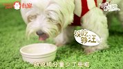 狗狗厌食不吃饭，难道毛孩子要减肥？