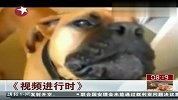 小狗模仿消防车警报