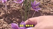 藏红花的养殖方法和注意事项
