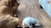 狗狗累一天正准备休息，小猫咪就过来不断骚扰，还咬狗狗的后腿