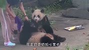 到下班点熊猫赖着不肯回家，奶爸要愁哭了，场面笑爆了