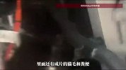 女子花20万买新车，开回时隐约听到猫叫，过两天打开引擎盖懵了：竟然藏着4只猫