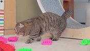上百个刷子铺满走廊，猫咪能成功通过吗？结局笑翻了