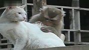 猴子给猫抓虱子吃的那叫香
