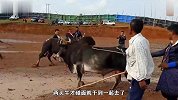 两头牛被牵来斗牛，磨叽半天就是不打架，主人都看不下去了