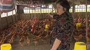 猫头鹰夜闯养鸡场 1800多只鸡受惊吓踩踏死亡