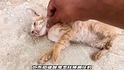 一只可怜的猫咪被卡住了脖子，当小哥将它救下时，猫咪却撒起娇来