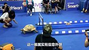 乌龟对猫咪穷住不舍，喵星人表示很无奈！网友-跑的太快了吧