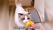 这鸡和猫咪是来搞笑的，这俩在一起也太逗了吧
