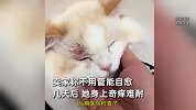女子花2600元买猫后，身上奇痒难耐全脸患猫癣：买时猫就有癣
