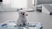 宠主给爱犬一个水床，怎料下一秒画面变得混乱了！