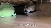 美洲狮第一次看到大青蛙，反应太搞笑了：这东西怎么还会滚呀？