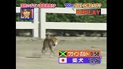 综合-17年-博尔特居然输给汪星人！日本人将这几种狗拿来和闪电比拼100米-专题