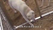 养了十多年的狗，却突然离家出走，背后原因令人心疼