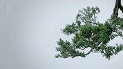 绿植盆景 中国人最雅的玩具