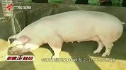 猪肉价格节节攀升 农户收入未见涨