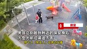男孩在小区玩被未拴绳大型犬扑咬，保安呼叫多次，狗主人才姗姗来迟