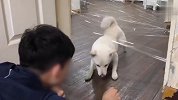 铲屎官教柴犬过透明墙，过程看一次笑一次，太逗了