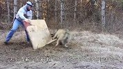 男子冒险解救被困独狼，独狼看到人的瞬间，凶猛程度一览无遗！