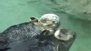 手拉手游泳的水獭夫妻