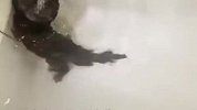 水獭进浴室洗澡半天不出来，主人悄悄过去看，差点笑出眼泪