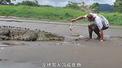 外国小哥用鸡肉挑逗鳄鱼，一个失误差点丢掉性命