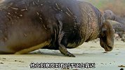 象海豹-长得像大象的海豹
