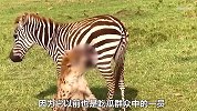 斑马惨遭鬣狗袭击命悬一线，而同伴却冷眼旁观，斑马被迫出绝招