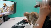 男主人沉迷打游戏，黏人猫咪不高兴了，接下来忍住别笑
