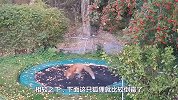 狐狸觅食闯进居民区，发现蹦床后，竟一发不可收拾