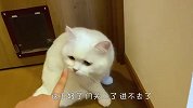 猫咪把门关上进不去，撒娇卖萌求主人帮忙，太好玩了