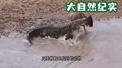 凶猛鳄鱼叼着一条鱼，淡定过马路，镜头记录全过程