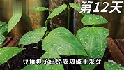 在家种豆角试试这个方法，操作简单，整个种植过程毫无保留的分享