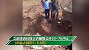 印度农民怕染病毒活埋6千只鸡 因谣言鸡肉价格跌至5毛1公斤