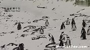旅游-南非-博尔德斯企鹅公园