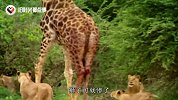 11名男子将长颈鹿按在地上，只为取一样东西，镜头记录全过程