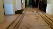 这小狗太贱了这样欺子欺负胖猫