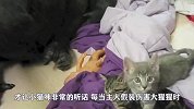 当猩猩遇上了新生小猫，让它在自己头上玩耍