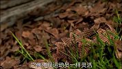 雨林中的这种跳蝰蛇！其身体灵活，堪比体操运动员