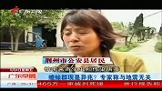 热点-湖北公安县出现大量蟾蜍-专家称与地震无关