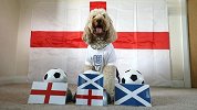 你信它吗？英国泰迪模仿章鱼保罗 预测明晨英伦内战结果