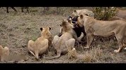 动物奇观 狮子捕猎野牛反被野牛群活活顶死