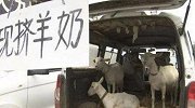 两岁幼童喝街头现挤羊奶得“布病” 医生：饮新鲜羊奶有风险