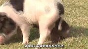 猪和猴子竟然是母子