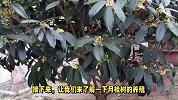 月桂树的养殖方法和注意事项